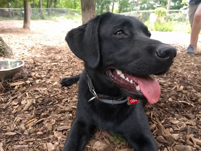 Ossining Dog Park Picture 10