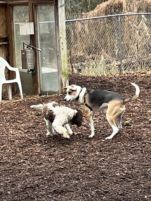 Ossining Dog Park Picture 8