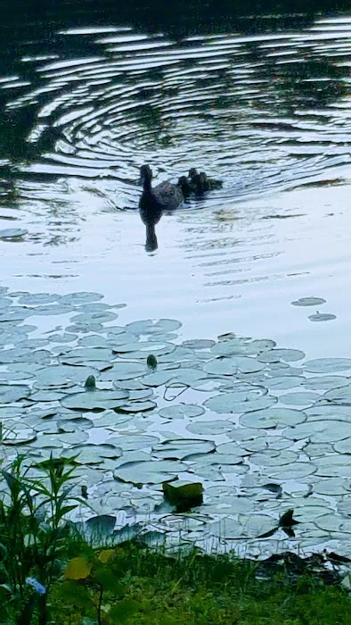 Ossining Dog Park Picture 5