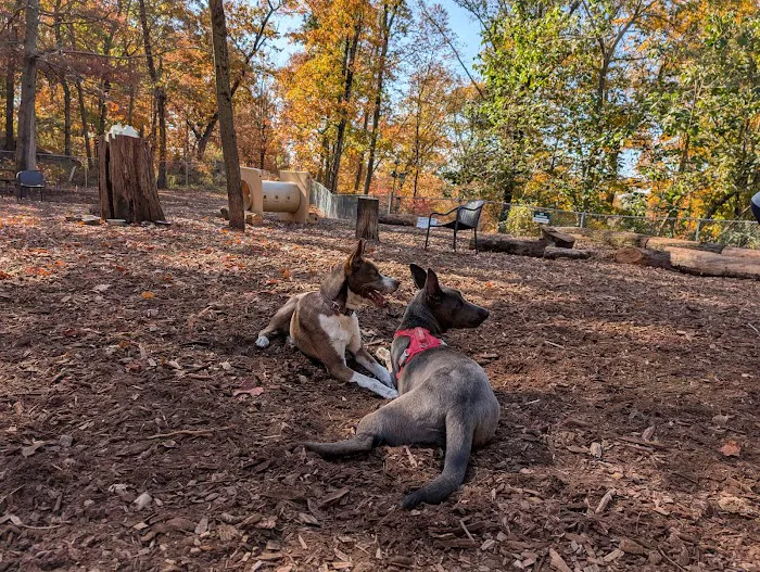 Ossining Dog Park Picture 3