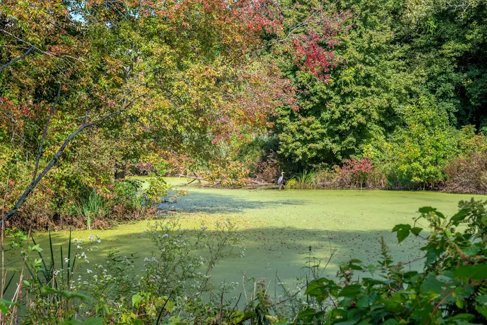 Peninsula Wetlands Picture 7