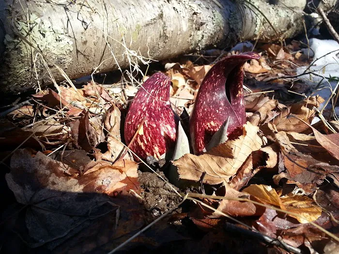 Choate Audubon Sanctuary Picture 1