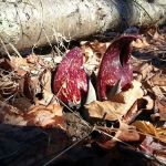 Choate Audubon Sanctuary