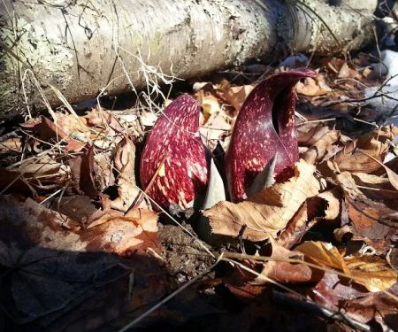 Choate Audubon Sanctuary