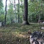 Helen Altschul Preserve