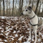 Guard Hill Preserve