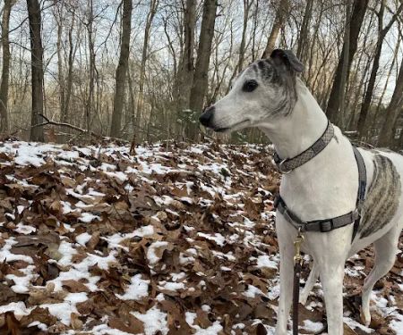 Guard Hill Preserve