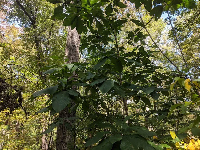 Guard Hill Preserve Picture 2