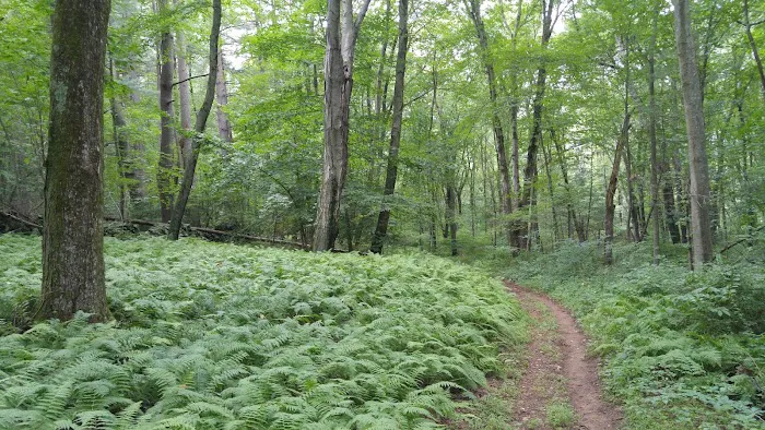 Guard Hill Preserve Picture 6