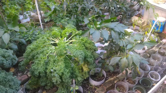 Oasis Garden Picture 9
