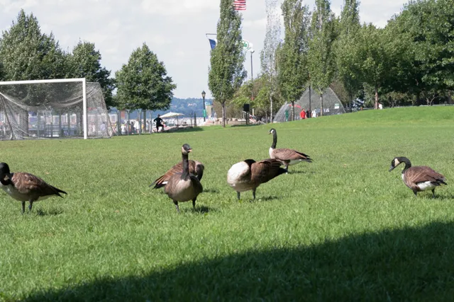 71st Street Riverside Soccer Field Picture 1
