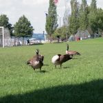 71st Street Riverside Soccer Field