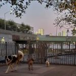 Robert Moses Dog Run