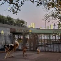 Robert Moses Dog Run ico