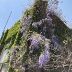 The Transit Garden