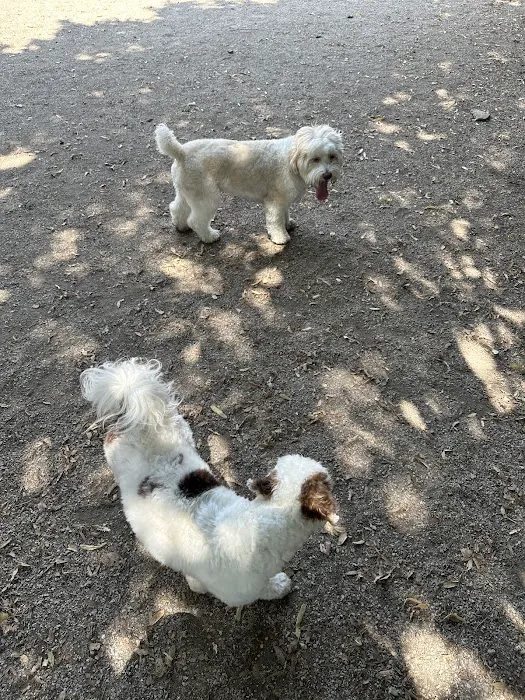 DiMattina Dog Run Picture 5