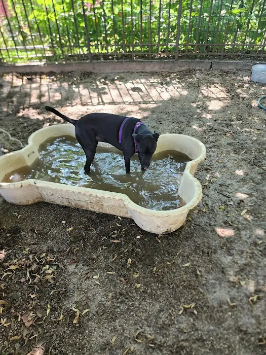 DiMattina Dog Run Picture 1