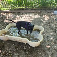 DiMattina Dog Run ico