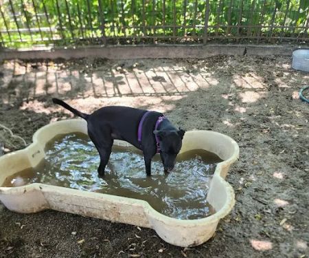 DiMattina Dog Run