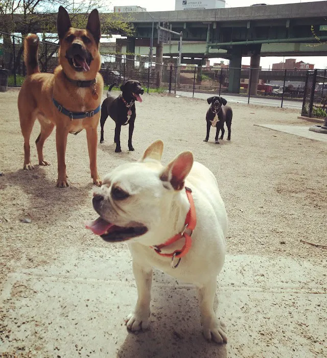 DiMattina Dog Run Picture 3