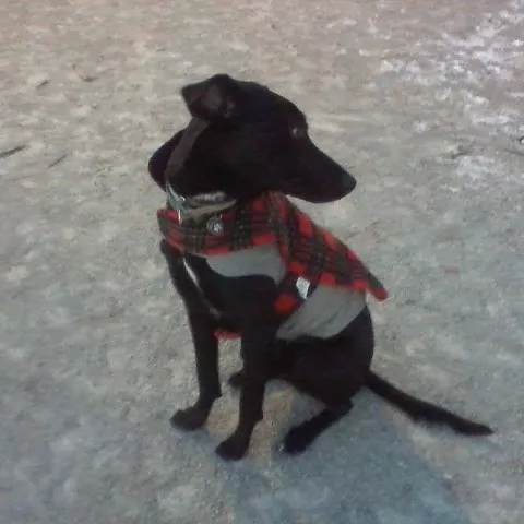 DiMattina Dog Run Picture 2