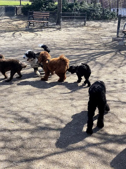 DiMattina Dog Run Picture 8