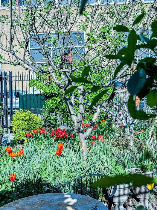 Brooklyn Bears/Carlton Avenue Garden Picture 9