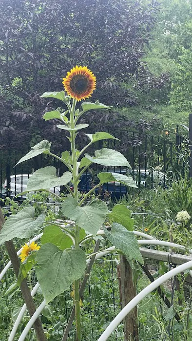 Brooklyn Bears/Carlton Avenue Garden Picture 6