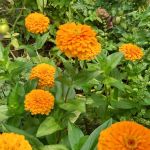 Brooklyn Bears/Rockwell Place Garden