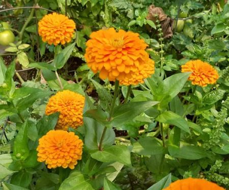 Brooklyn Bears/Rockwell Place Garden