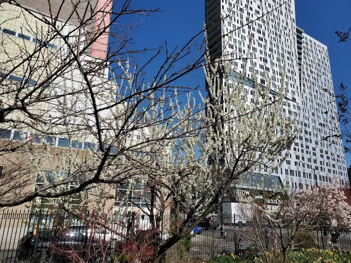 Brooklyn Bears/Rockwell Place Garden Picture 10