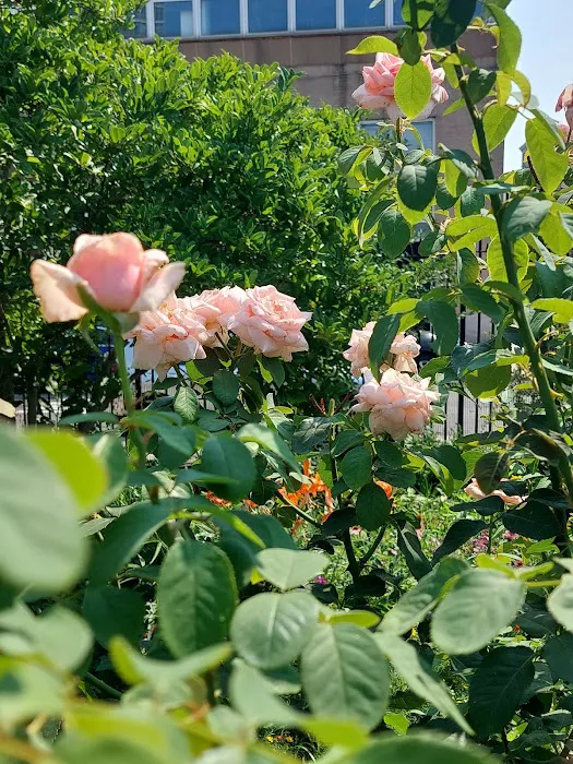 Brooklyn Bears/Rockwell Place Garden Picture 4