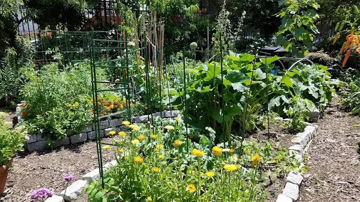 Pacific Street Bears Community Garden Picture 9