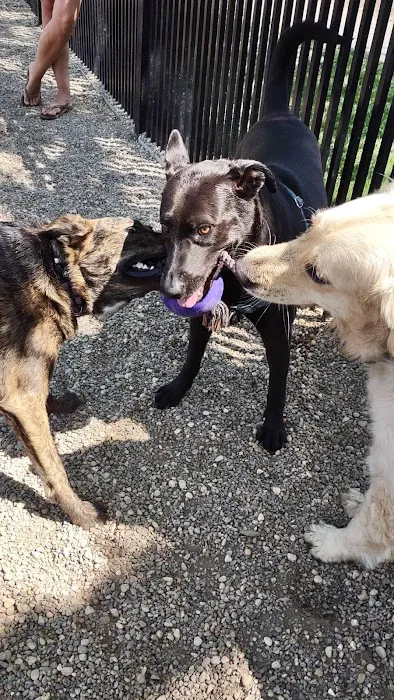 Harbor Point Dog Park Picture 8