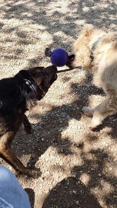 Harbor Point Dog Park Picture 4