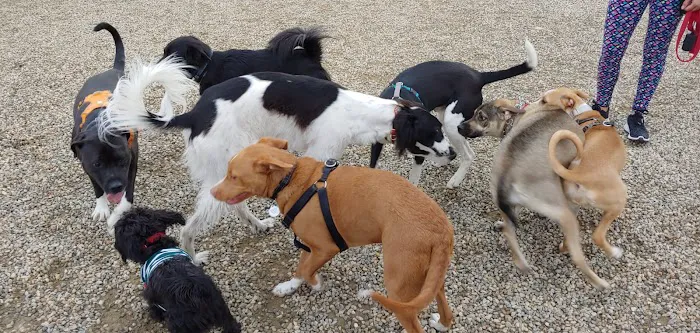 Mill River Bark Park Picture 2