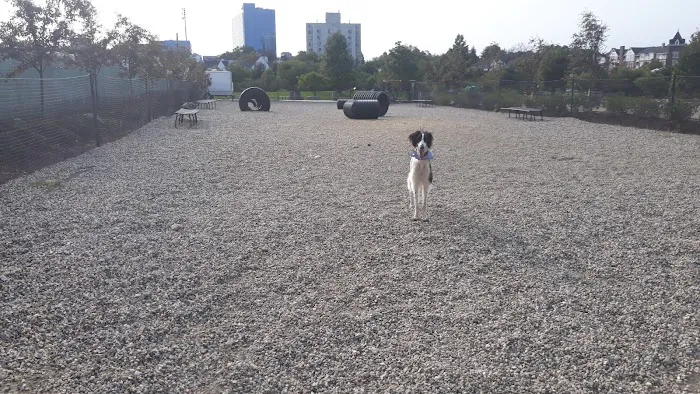 Mill River Bark Park Picture 8