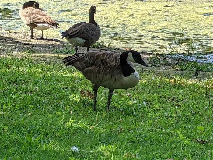 Saddle River County Park-Wild Duck Pond Area Picture 9