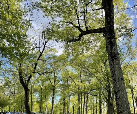 Saddle River County Park-Wild Duck Pond Area