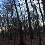 Sycamore Park