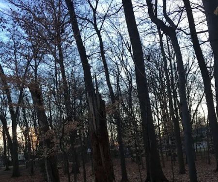 Sycamore Park