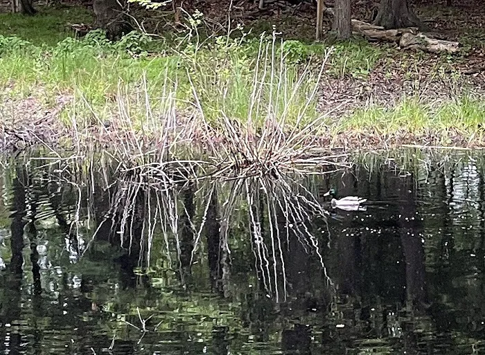 Twinney Pond Park Picture 2