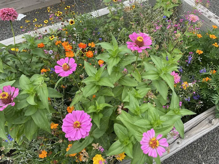 James J. Braddock Community Garden in North Bergen Picture 9