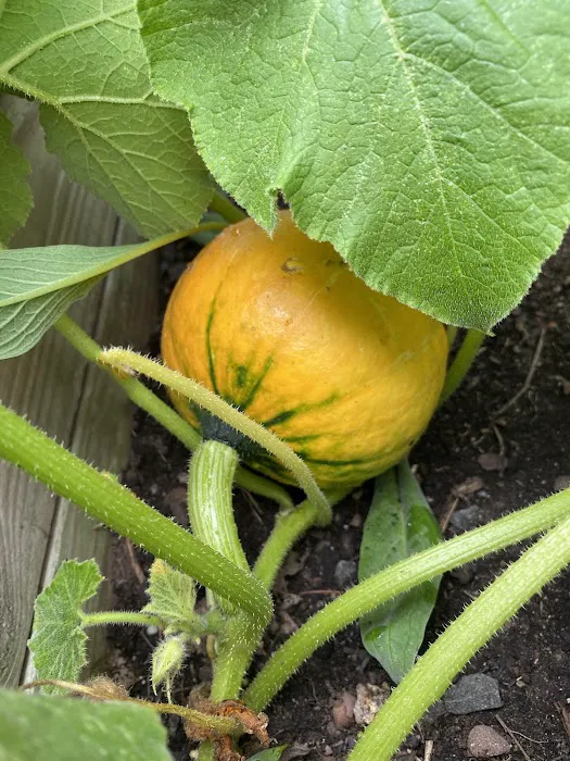 James J. Braddock Community Garden in North Bergen Picture 5