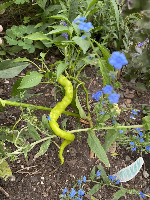 James J. Braddock Community Garden in North Bergen Picture 7