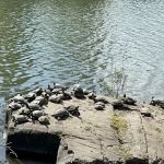 North Hudson County Park - Dog Park