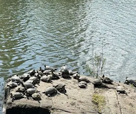 North Hudson County Park - Dog Park
