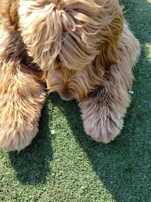 North Hudson County Park - Dog Park Picture 6