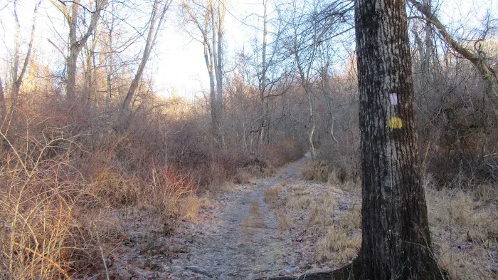 Bald Mountain Picture 2