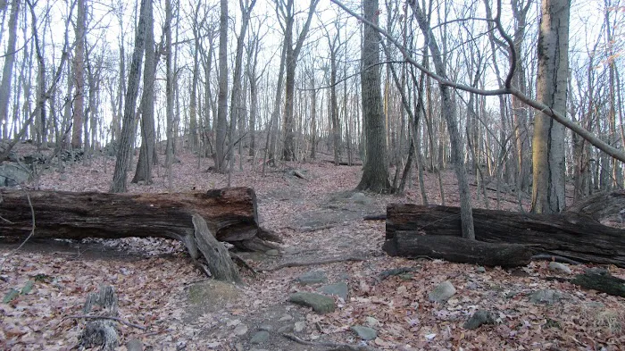Bald Mountain Picture 7